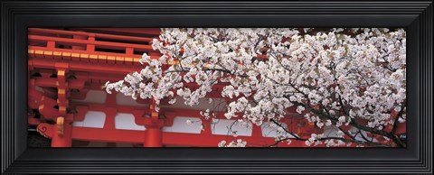Framed Cherry Blossom Kamigamo Shrine Kyoto Japan Print