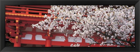 Framed Cherry Blossom Kamigamo Shrine Kyoto Japan Print