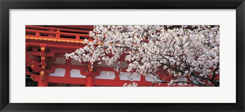 Framed Cherry Blossom Kamigamo Shrine Kyoto Japan Print