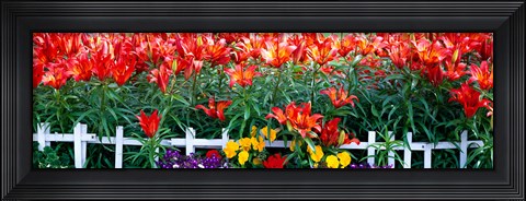 Framed Flowers in bloom, Alaska, USA Print