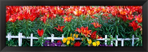 Framed Flowers in bloom, Alaska, USA Print