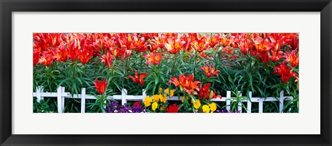 Framed Flowers in bloom, Alaska, USA Print