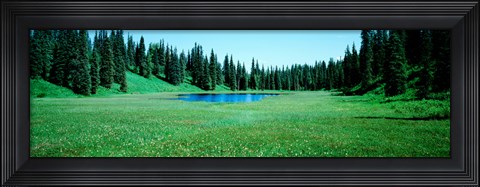 Framed Trees in a forest, Lakes, Alaska, USA Print