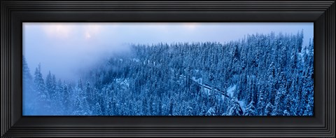 Framed High angle view of a forest, Mt Baker Ski Area, Whatcom County, Mt Baker-Snoqualmie National Forest, Washington State, USA Print