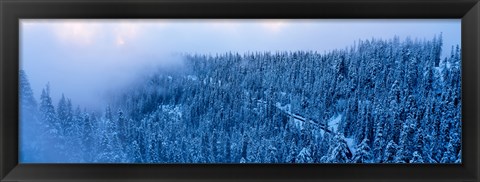 Framed High angle view of a forest, Mt Baker Ski Area, Whatcom County, Mt Baker-Snoqualmie National Forest, Washington State, USA Print