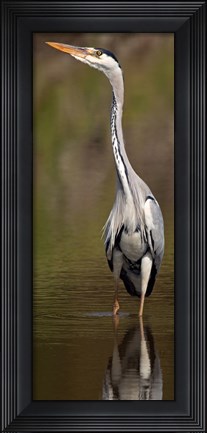 Framed Side profile of a Grey Heron (Ardea Cinerea) preparing to take off, Lake Naivasha, Kenya Print