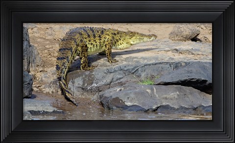 Framed Close-up of a Nile Crocodile (Crocodylus Niloticus) in water, Masai Mara National Reserve, Kenya Print