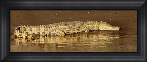 Framed Side profile of a Nile Crocodile (Crocodylus Niloticus), Masai Mara National Reserve, Kenya Print