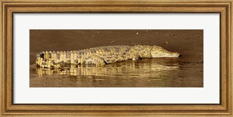 Framed Side profile of a Nile Crocodile (Crocodylus Niloticus), Masai Mara National Reserve, Kenya Print