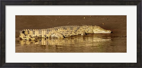 Framed Side profile of a Nile Crocodile (Crocodylus Niloticus), Masai Mara National Reserve, Kenya Print