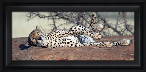 Framed Cheetah (Acinonyx jubatus) resting in a forest, Samburu National Park, Rift Valley Province, Kenya Print