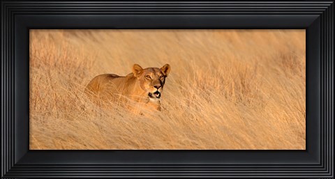 Framed Female lion (panthera leo) moving through tall grass, Masai Mara National Reserve, Kenya, Africa Print