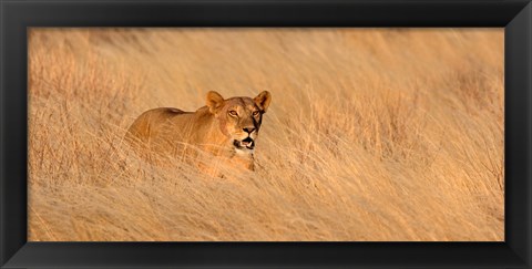 Framed Female lion (panthera leo) moving through tall grass, Masai Mara National Reserve, Kenya, Africa Print