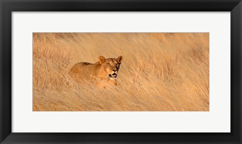 Framed Female lion (panthera leo) moving through tall grass, Masai Mara National Reserve, Kenya, Africa Print