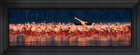 Framed Lesser flamingos in a lake, Lake Nakuru, Lake Nakuru National Park, Kenya Print