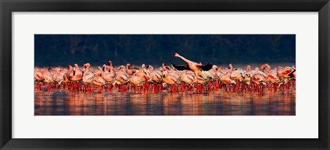 Framed Lesser flamingos in a lake, Lake Nakuru, Lake Nakuru National Park, Kenya Print