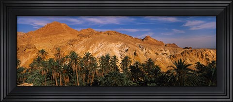 Framed Palm trees in front of mountains, Chebika, Tunisia Print