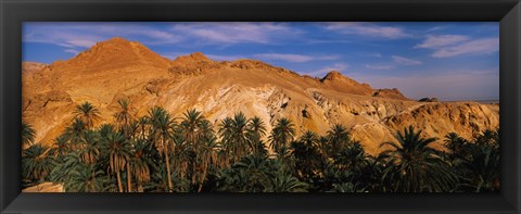 Framed Palm trees in front of mountains, Chebika, Tunisia Print