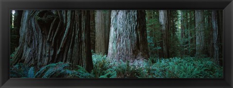 Framed Redwood Trees and Ferns, California Print