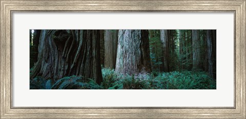Framed Redwood Trees and Ferns, California Print