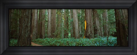 Framed Jedediah Smith Redwoods State Park, California Print