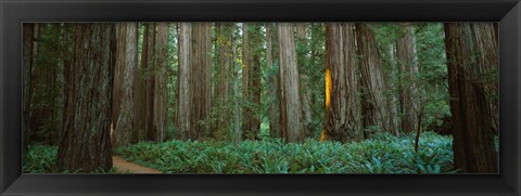 Framed Jedediah Smith Redwoods State Park, California Print