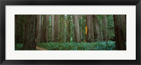 Framed Jedediah Smith Redwoods State Park, California Print