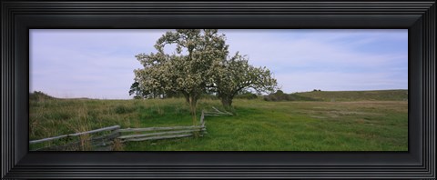 Framed Fence in a field, American Camp, San Juan Island National Historic Park, San Juan Island, San Juan County, Washington State, USA Print