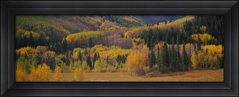 Framed Aspen trees in a field, Maroon Bells, Pitkin County, Gunnison County, Colorado, USA Print