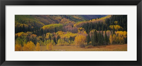 Framed Aspen trees in a field, Maroon Bells, Pitkin County, Gunnison County, Colorado, USA Print