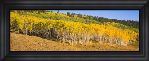 Framed Trees in a field, Dallas Divide, San Juan Mountains, Colorado Print