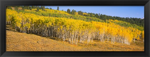 Framed Trees in a field, Dallas Divide, San Juan Mountains, Colorado Print