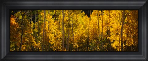 Framed Aspen trees in a forest, Telluride, Colorado Print
