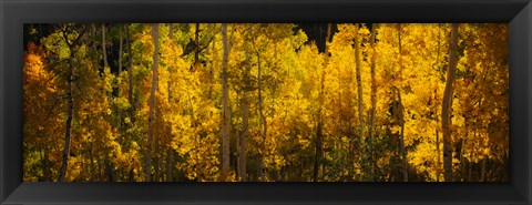 Framed Aspen trees in a forest, Telluride, Colorado Print