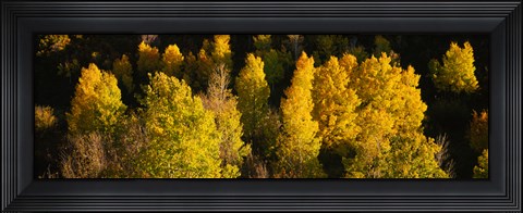 Framed High angle view of Aspen trees in a forest, Telluride, San Miguel County, Colorado, USA Print