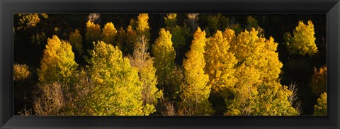 Framed High angle view of Aspen trees in a forest, Telluride, San Miguel County, Colorado, USA Print