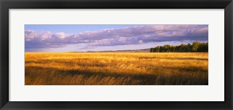 Framed Crop in a field, Last Dollar Road, Dallas Divide, Colorado, USA Print