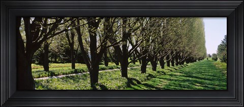 Framed Trees along a walkway in a botanical garden, Niagara Falls, Ontario, Canada Print