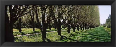 Framed Trees along a walkway in a botanical garden, Niagara Falls, Ontario, Canada Print