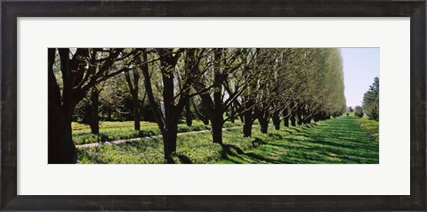 Framed Trees along a walkway in a botanical garden, Niagara Falls, Ontario, Canada Print