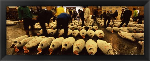 Framed People examining tuna in a fish auction, Tsukiji Fish Market, Tsukiji, Tokyo Prefecture, Kanto Region, Honshu, Japan Print