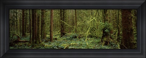 Framed Trees in a forest, Hoh Rainforest, Olympic Peninsula, Washington State, USA Print