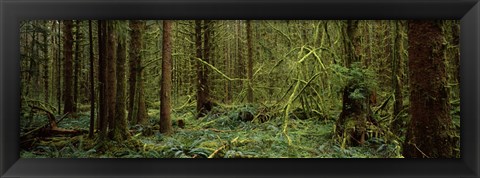 Framed Trees in a forest, Hoh Rainforest, Olympic Peninsula, Washington State, USA Print