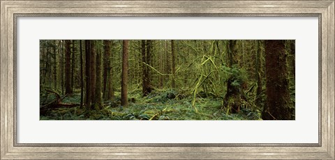 Framed Trees in a forest, Hoh Rainforest, Olympic Peninsula, Washington State, USA Print