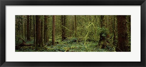 Framed Trees in a forest, Hoh Rainforest, Olympic Peninsula, Washington State, USA Print