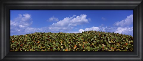Framed Sea grapes (Coccoloba uvifera) in a field, East End, Anguilla Print