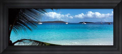 Framed Palm tree on the beach, Salomon Beach, Virgin Islands National Park, St. John, US Virgin Islands Print