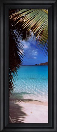 Framed Palm tree on the beach, Maho Bay, Virgin Islands National Park, St. John, US Virgin Islands Print