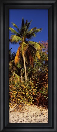 Framed Trees on the beach, Cinnamon Bay, Virgin Islands National Park, St. John, US Virgin Islands Print