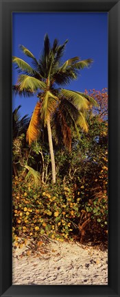 Framed Trees on the beach, Cinnamon Bay, Virgin Islands National Park, St. John, US Virgin Islands Print